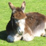 ALAN The famous ALAN THE CHRISTMAS DONKEY BOOK He is a STAR xx